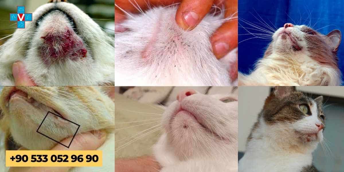Kedi Aknesi