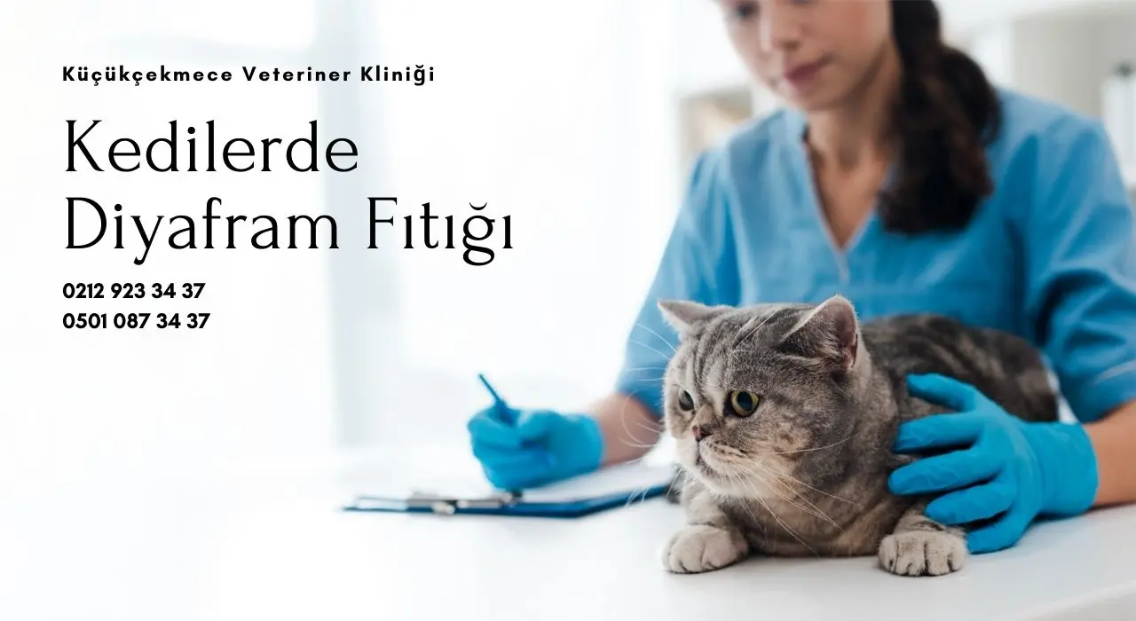 Kedilerde Diyafram Fıtığı