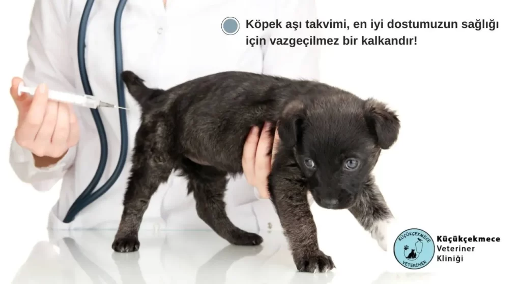Yavru Köpek Aşı Takvimi